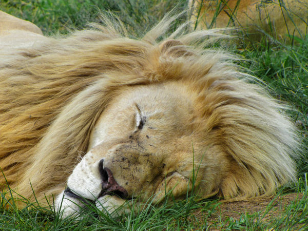 600_LionPark_Joburg_2043.jpg