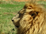 600_LionPark_Joburg_2012