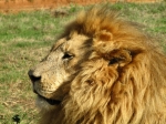 600_LionPark_Joburg_2013