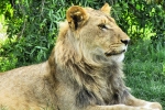 600_LionPark_Joburg_2027