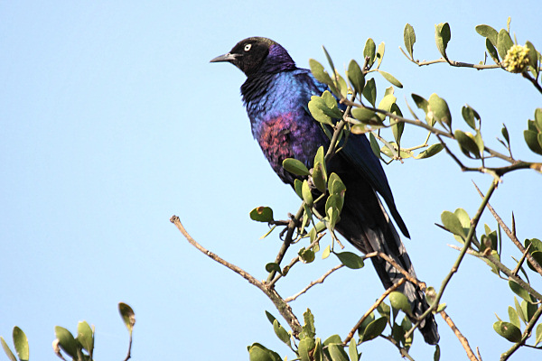 LIVING TRAVEL - EAST AFRICA - TANZANIA- SERENGETI - BIRDS
