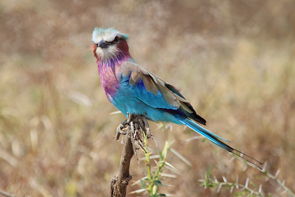 LIVING TRAVEL - EAST AFRICA - TANZANIA- SERENGETI - BIRDS
