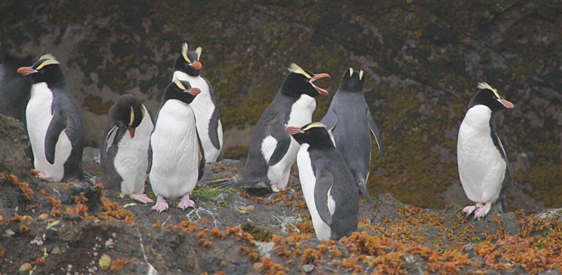 Antipodes 0722 m Erect Crested Penguin Eudyptes sclateri