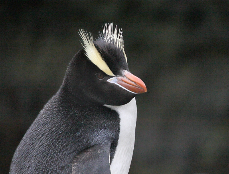 Antipodes 0725 m Erect Crested Penguin Eudyptes sclateri