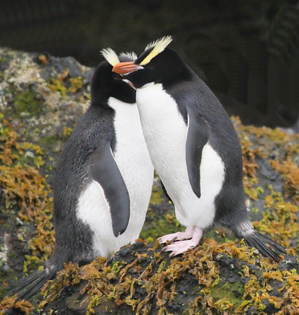 Antipodes 0733 m Erect Crested Penguin Eudyptes sclateri