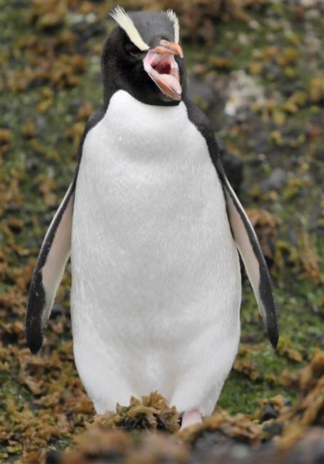 Antipodes 0734 m Erect Crested Penguin Eudyptes sclateri