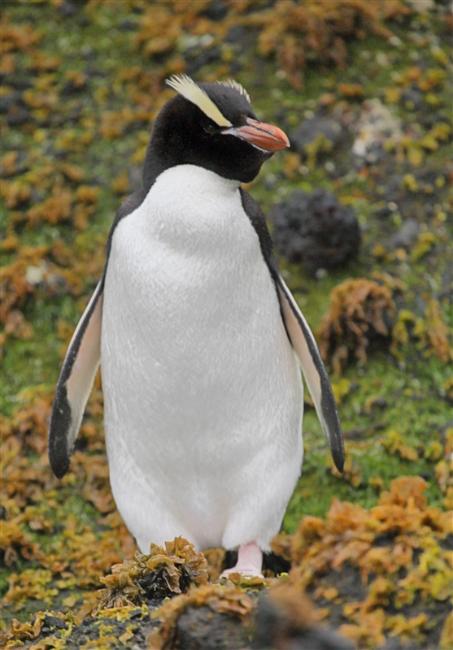 Antipodes 0736 m Erect Crested Penguin Eudyptes sclateri