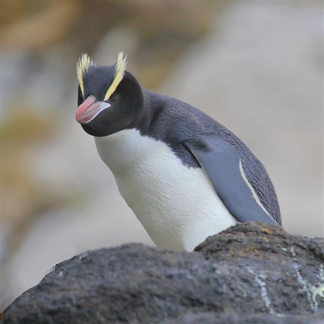 Antipodes 0753 m Erect Crested Penguin Eudyptes sclateri