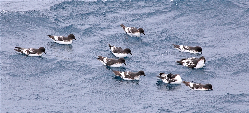 Antipodes  AtSea  0628 m Cape Petrels Daption capense