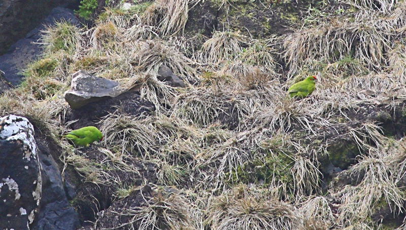 Antipodes  AtSea  0675 m Reischeks parakeet  Cyanoramphus hochstetteri