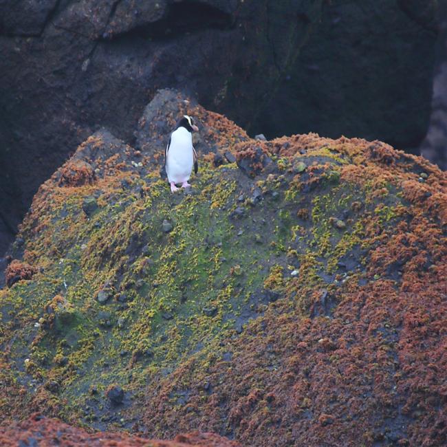 Antipodes  AtSea  0692 m Erect Crested Penguin Eudyptes sclateri