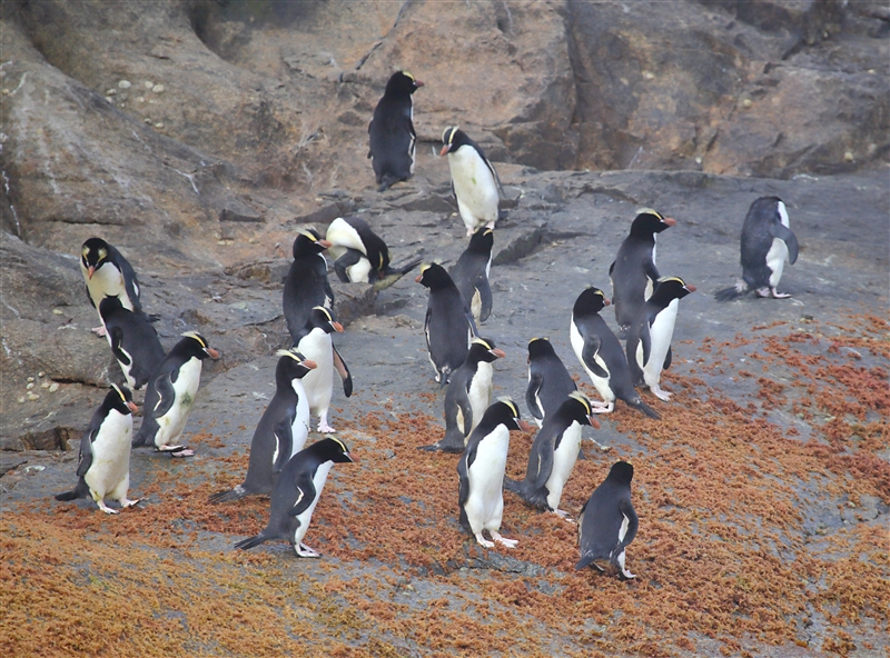 Bounties 0792 m Erect Crested Penguin Eudyptes sclateri