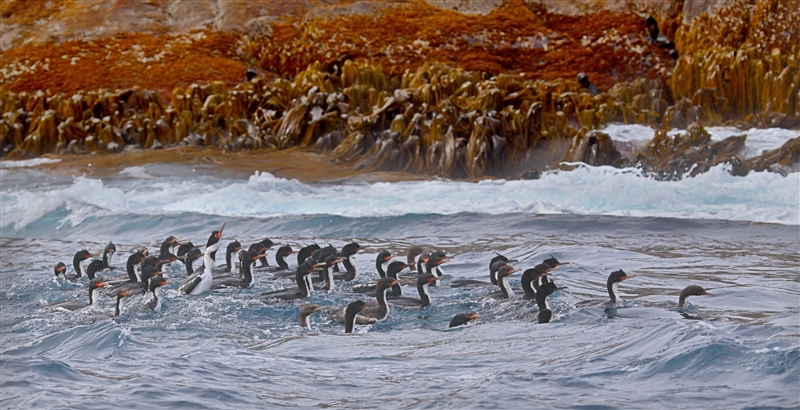 Bounties 0794 m Bounty Island Shag Phalacrocorax ranfurlyi Rafting