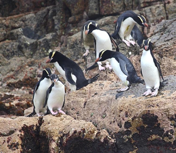 Bounties 0862 m Erect Crested Penguins Eudyptes sclateri