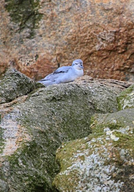 Bounties 0975 m Fulmar prion Pachyptila crassirostris