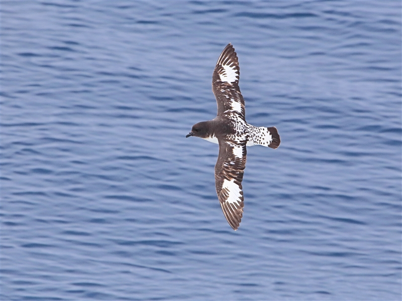 Bounties 0990 m Cape Petrel Daption capense