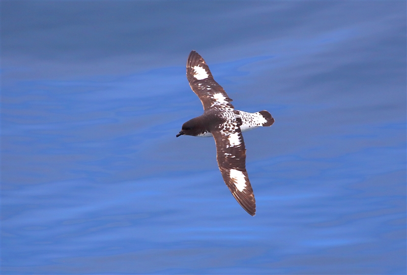 Bounties 0993 m Cape Petrel Daption capense