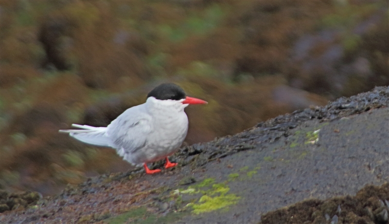 CampbellIs  2396 m Antarctic Tern Sterna vittata