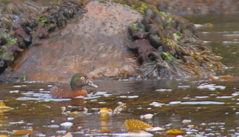 CampbellIs  2401 m Campbell Island teal Anas nesiotis