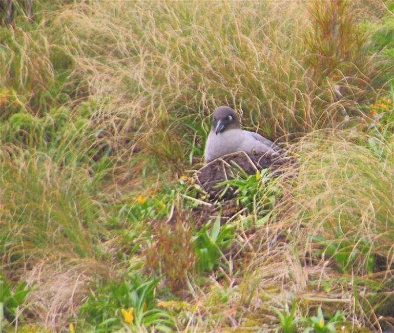 CampbellIs  2429 m Light Mantled Sooty Albatross Phoebetria palpebrata