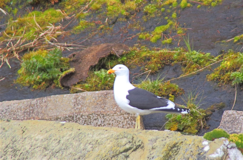 CampbellIs  2453 m Kelp Gull Larus dominicanus