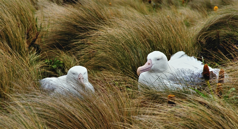 CampbellIsland4RoyalAlbatross m