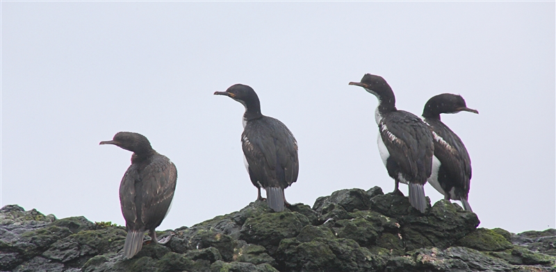 CarnleyHarbour 0278 m Auckland Shags Leucocarbo colensoi