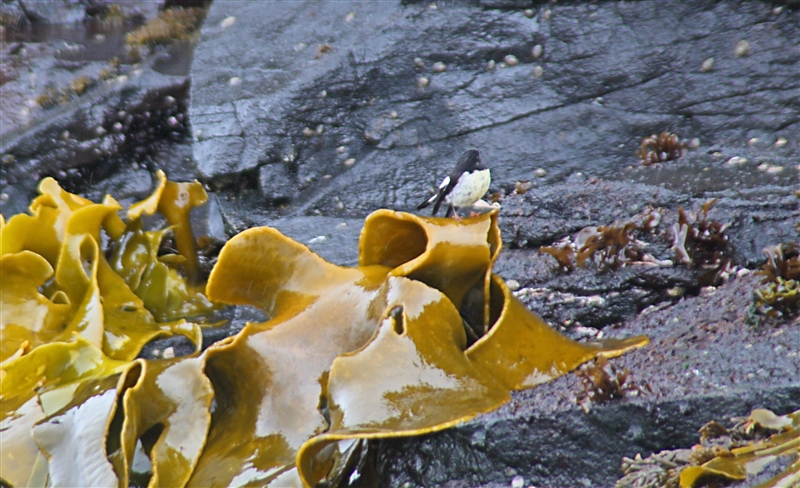 CarnleyHarbour 0299 m Tomtit Petroica macrocephala