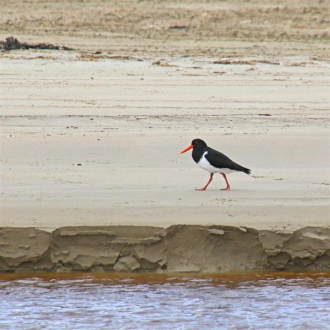 ChathamIs Waitangi 1175 m Chatham oystercatcher Haematopus chathamensis