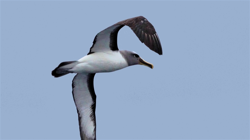 ChathamIslands BullersAlbatross DSC09450