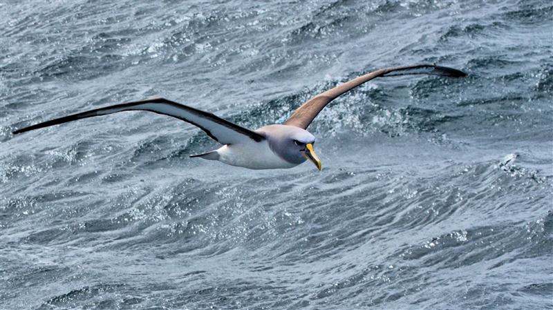 ChathamIslands BullersAlbatross DSC09675 -1