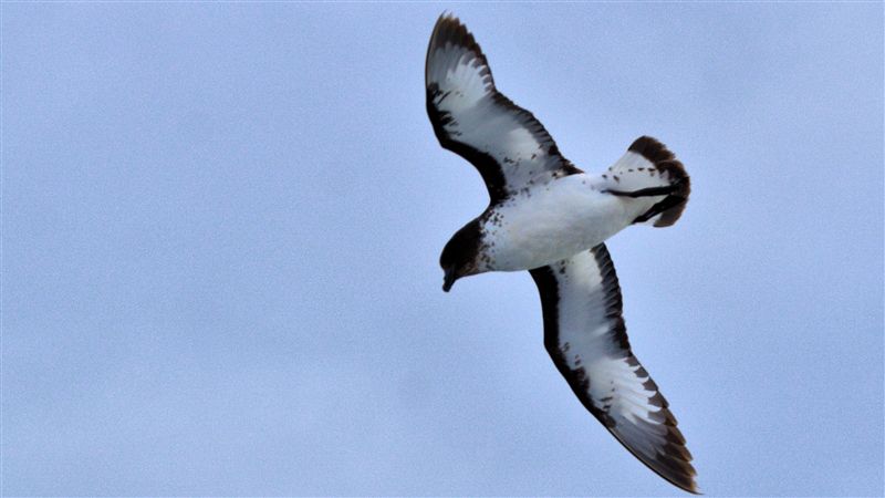 ChathamIslands CapePetrel DSC08913 - Copy -1