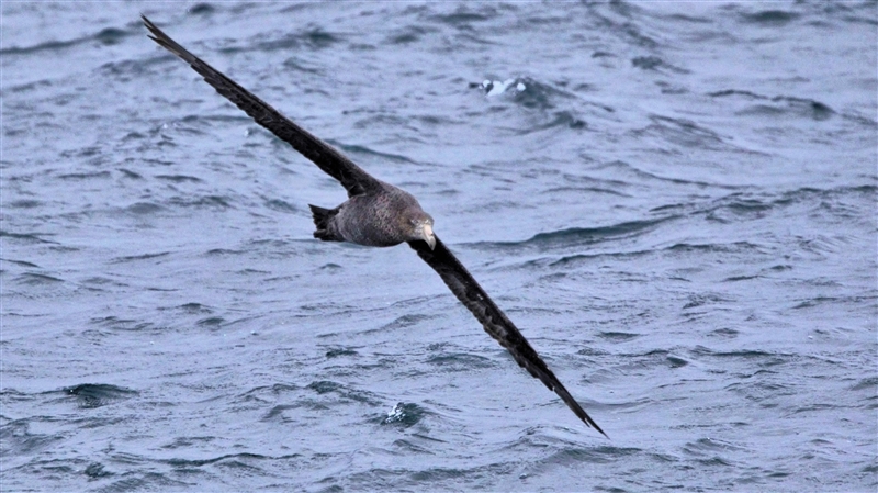 ChathamIslands GiantPetrel DSC09418