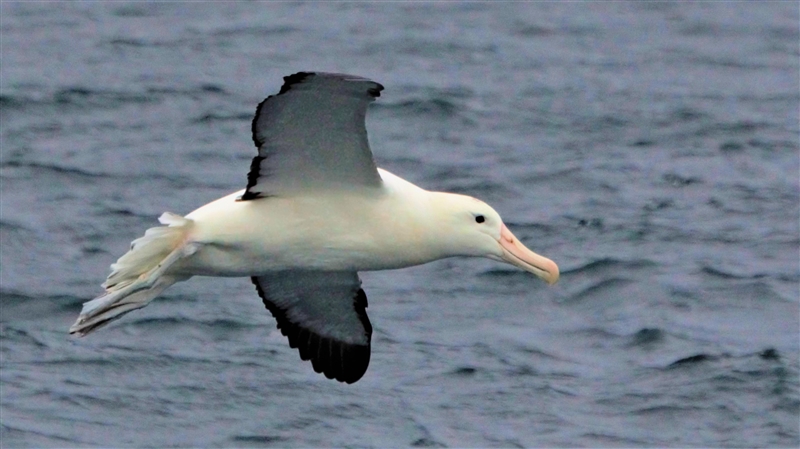 ChathamIslands NorthernRoyalAlbatross DSC09452