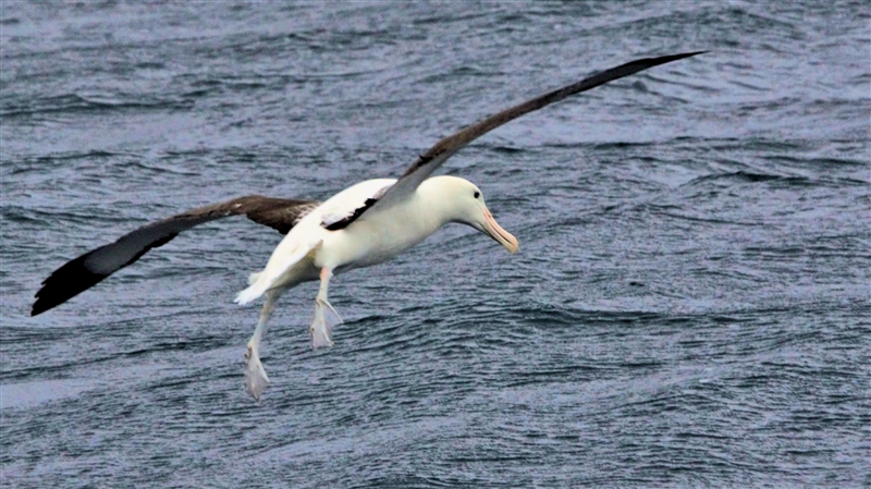 ChathamIslands NorthernRoyalAlbatross DSC09453