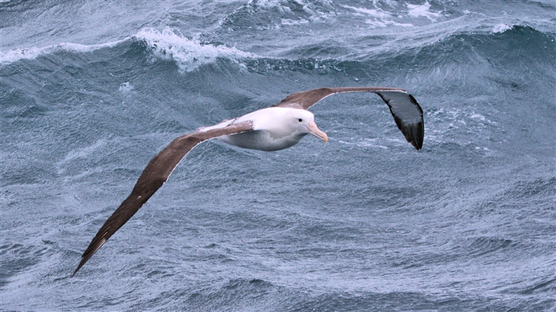 ChathamIslands NorthernRoyalAlbatross DSC09652 -1