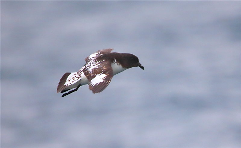 Chumming 1199 m Cape Petrel Daption capense