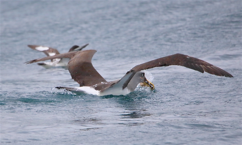 Chumming 1217 m Bullers Albatross Thalassarche bulleri