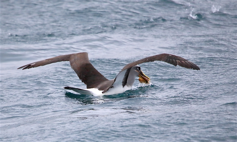 Chumming 1218 m Bullers Albatross Thalassarche bulleri