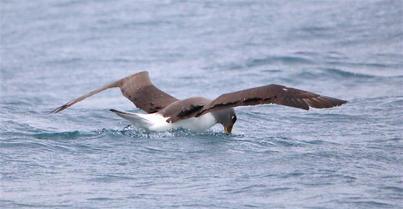 Chumming 1219 m Bullers Albatross Thalassarche bulleri