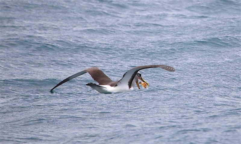 Chumming 1220 m Bullers Albatross Thalassarche bulleri