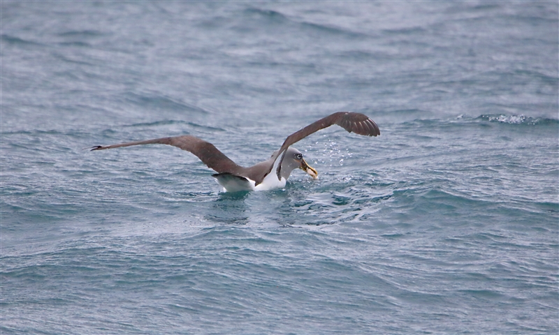 Chumming 1221 m Bullers Albatross Thalassarche bulleri