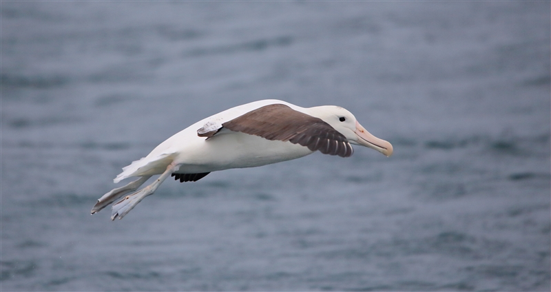 Chumming 1242 m Northern Royal Albatross Diomedea sanfordi