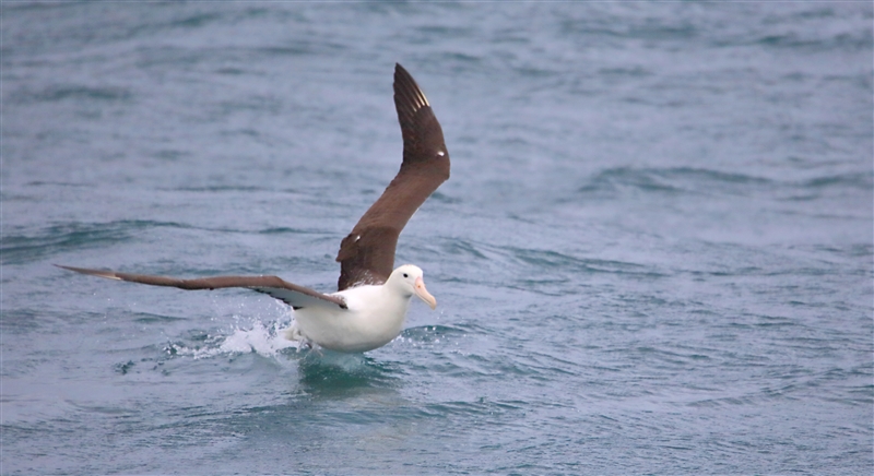 Chumming 1243 m Northern Royal Albatross Diomedea sanfordi