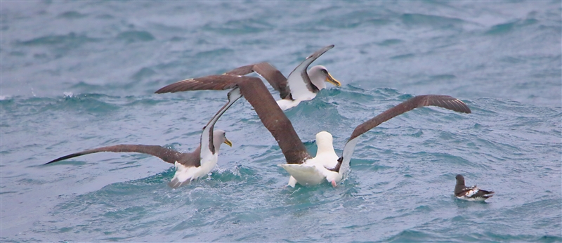 Chumming 1249 m Bullers Albatross Thalassarche bulleri & Northern Royal Albatross Diomedea sanfordi