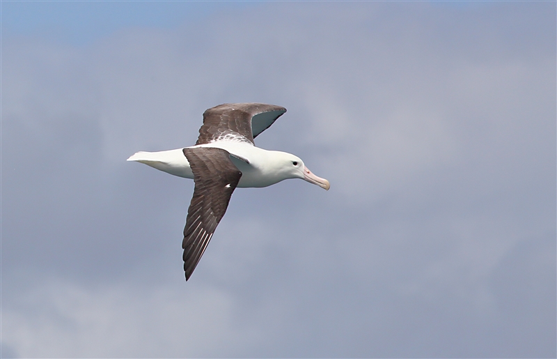 Chumming 1314 m Northern Royal Albatross Diomedea sanfordi