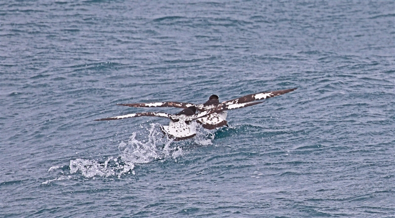 Chumming 1318 m Cape Petrel Daption capense