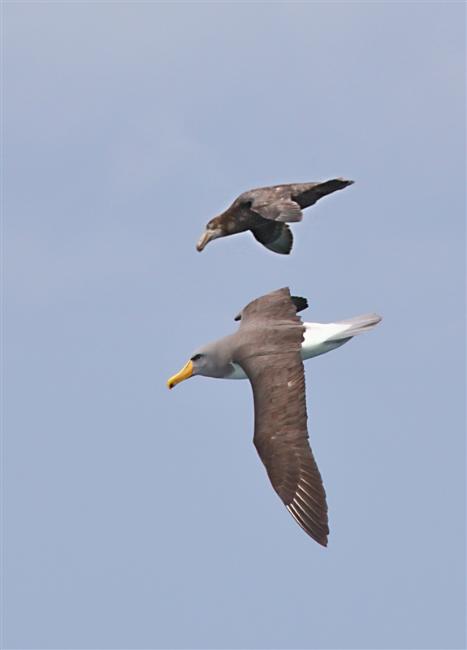 Chumming 1322 m Chatham Albatross Thalassarche eremita & Giant Petrel