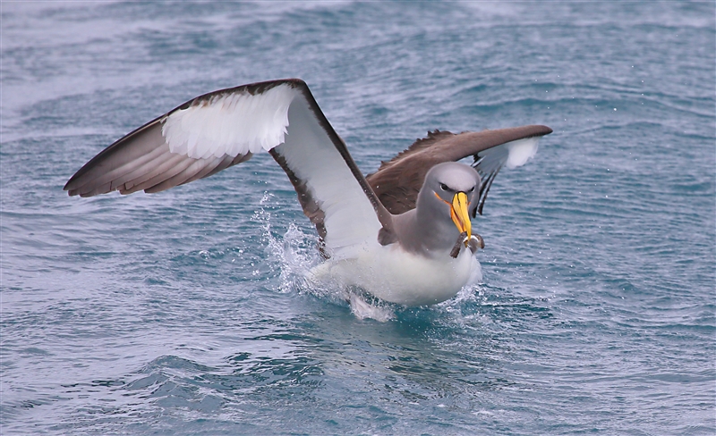 Chumming 1344 m Chatham Albatross Thalassarche eremita