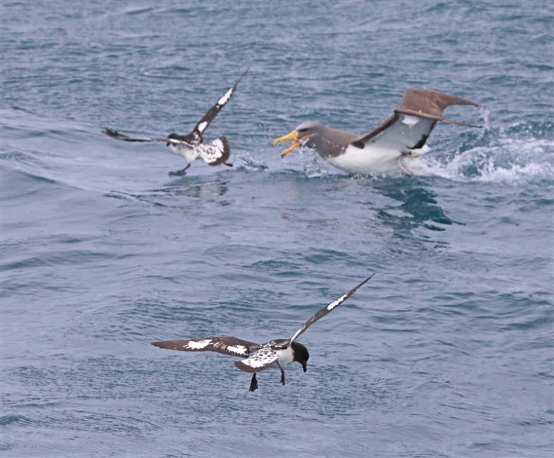 Chumming 1350 m Chatham Albatross Thalassarche eremita & Cape Petrel Daption capense